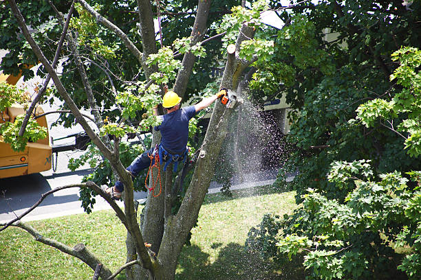 Best Tree Risk Assessment  in Derby, CO